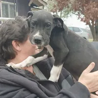 Manny, a male Great Dane for sale in Missouri, MO – Photo 2 of 7