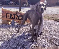 Manny, a male Great Dane for sale in Missouri, MO – Photo 6 of 7