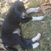Manny, a male Great Dane for sale in Missouri, MO – Photo 3 of 7
