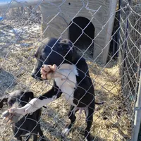 Manny, a male Great Dane for sale in Missouri, MO – Photo 7 of 7