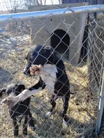 Manny, a male Great Dane for sale in Missouri, MO – Photo 7 of 7