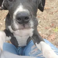 Manny, a male Great Dane for sale in Missouri, MO – Photo 1 of 7