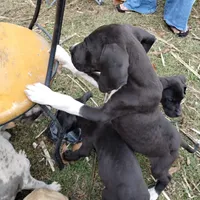 Manny, a male Great Dane for sale in Missouri, MO – Photo 5 of 7