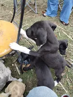 Manny, a male Great Dane for sale in Missouri, MO – Photo 5 of 7