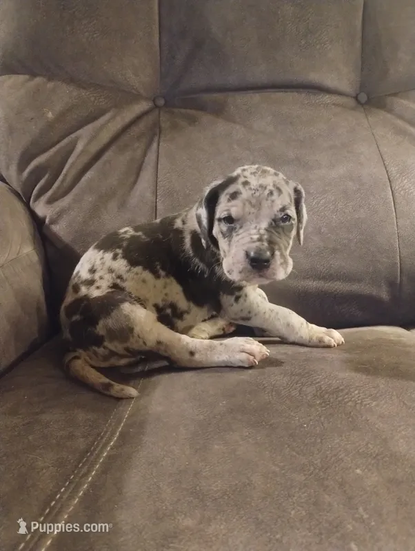 Puppy # 2 – Great Dane puppy for sale in New Hampton, MO
