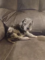 Puppy # 2, a female Great Dane for sale in New Hampton, MO – 1 of 3