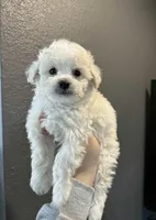 Enzo, a male Poodle - Toy  for sale in Denver, CO – Photo 1 of 4