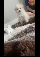 Enzo, a male Poodle - Toy  for sale in Denver, CO – Photo 2 of 4