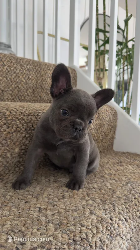 Smokey – French Bulldog puppy for sale in West Palm Beach, FL