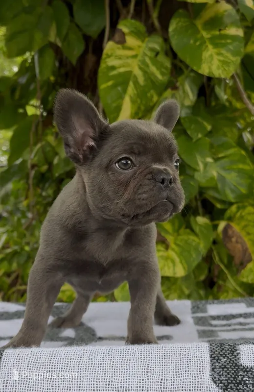 Smokey – French Bulldog puppy for sale in West Palm Beach, FL