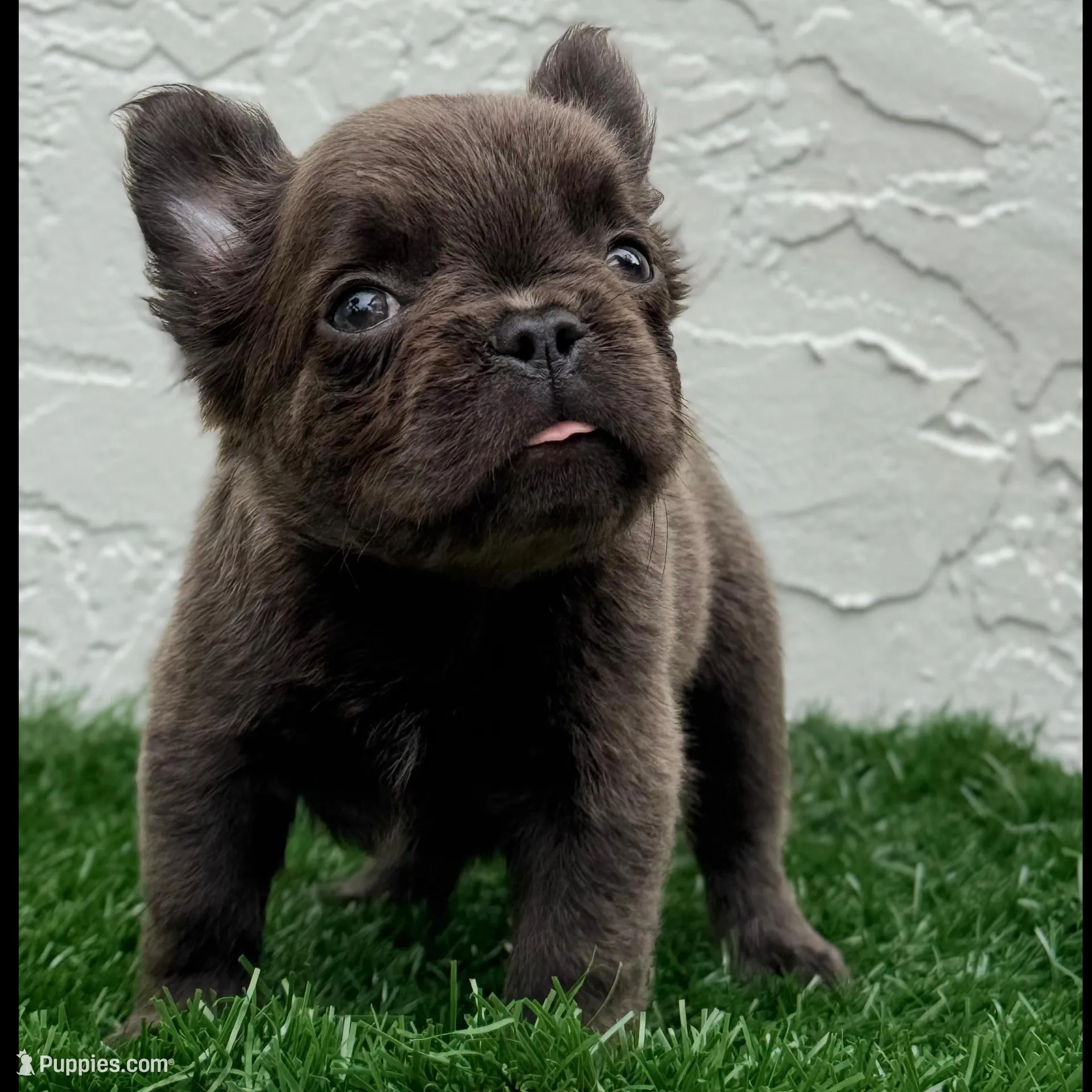Seth, a male French Bulldog for sale in West Palm Beach, FL – Photo 4 of 4