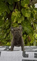 Seth, a male French Bulldog for sale in West Palm Beach, FL – Photo 3 of 4