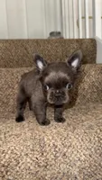 Oliver, a male French Bulldog for sale in West Palm Beach, FL – Photo 3 of 5