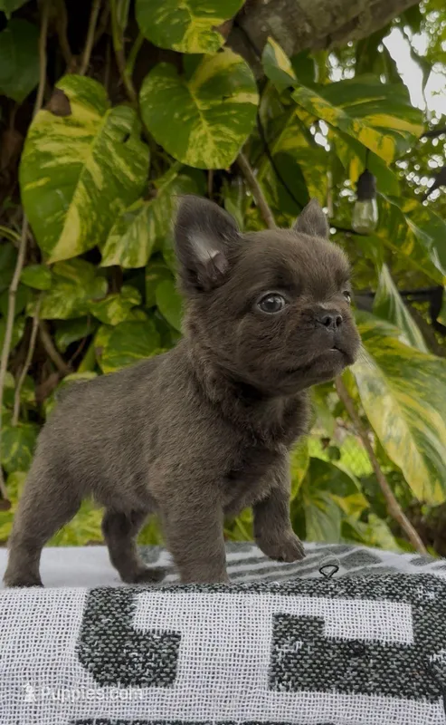 Seth – French Bulldog puppy for sale in West Palm Beach, FL