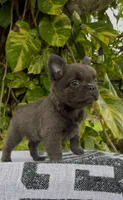 Seth, a male French Bulldog for sale in West Palm Beach, FL – Photo 1 of 4