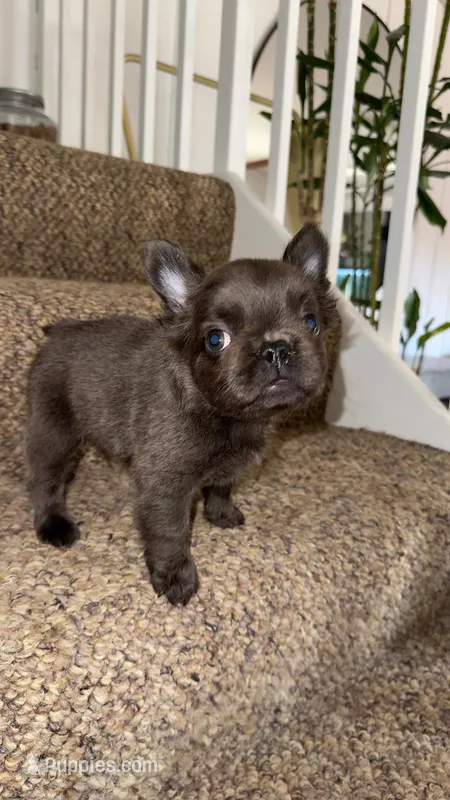 Oliver – French Bulldog puppy for sale in West Palm Beach, FL