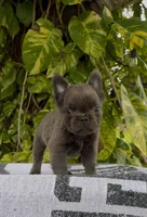 Seth, a male French Bulldog for sale in West Palm Beach, FL – Photo 2 of 4