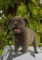 Luna, a female French Bulldog for sale in West Palm Beach, FL – Photo 9 of 9