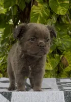 Luna, a female French Bulldog for sale in West Palm Beach, FL – Photo 6 of 9