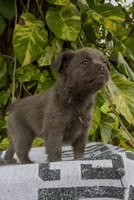 Luna, a female French Bulldog for sale in West Palm Beach, FL – Photo 3 of 9