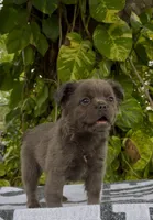 Luna, a female French Bulldog for sale in West Palm Beach, FL – Photo 7 of 9