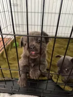 Luna, a female French Bulldog for sale in West Palm Beach, FL – Photo 5 of 5