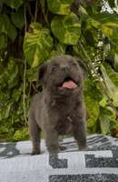 Luna, a female French Bulldog for sale in West Palm Beach, FL – Photo 8 of 9