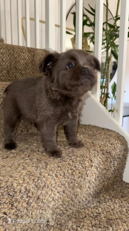 Luna – French Bulldog puppy for sale in West Palm Beach, FL