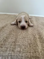 Teddy, a male Miniature Dachshund for sale in Canton, GA – 1 of 3