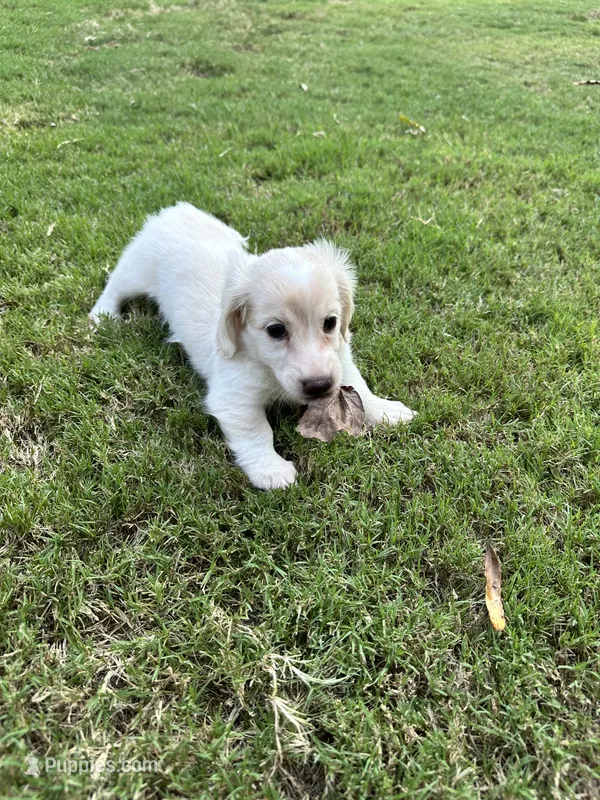 Penny – Miniature Dachshund puppy for sale in Canton, GA