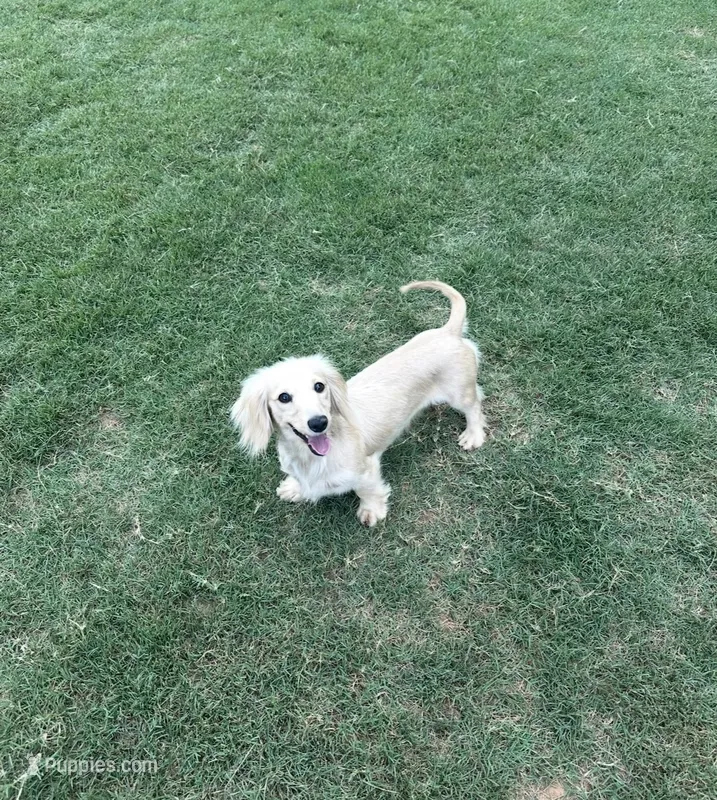 Lori – Miniature Dachshund puppy for sale in Canton, GA