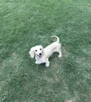 Lori, a female Miniature Dachshund for sale in Canton, GA – 1 of 1
