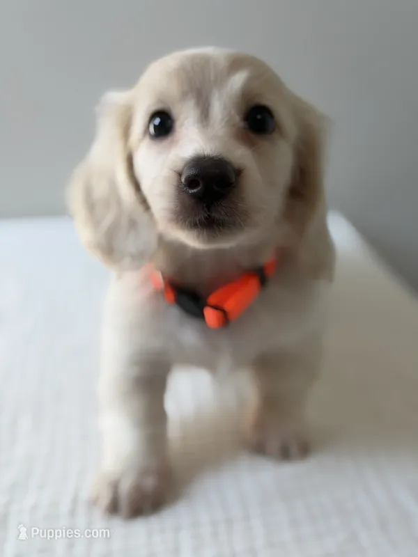 Penny – Miniature Dachshund puppy for sale in Canton, GA