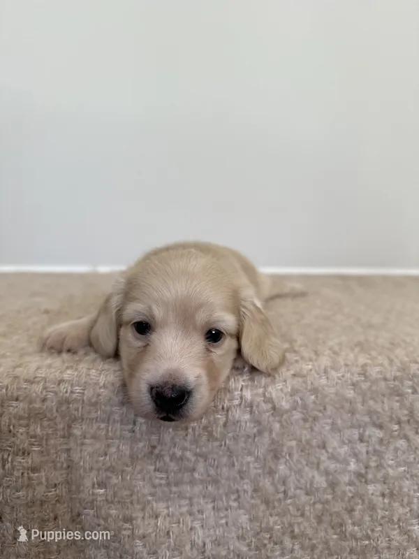 Gunner – Miniature Dachshund puppy for sale in Canton, GA