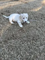 Bow, a male Miniature Dachshund for sale in Canton, GA – Photo 3 of 5
