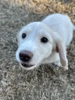 Bow, a male Miniature Dachshund for sale in Canton, GA – Photo 5 of 5