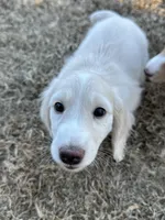 Bow, a male Miniature Dachshund for sale in Canton, GA – Photo 2 of 5