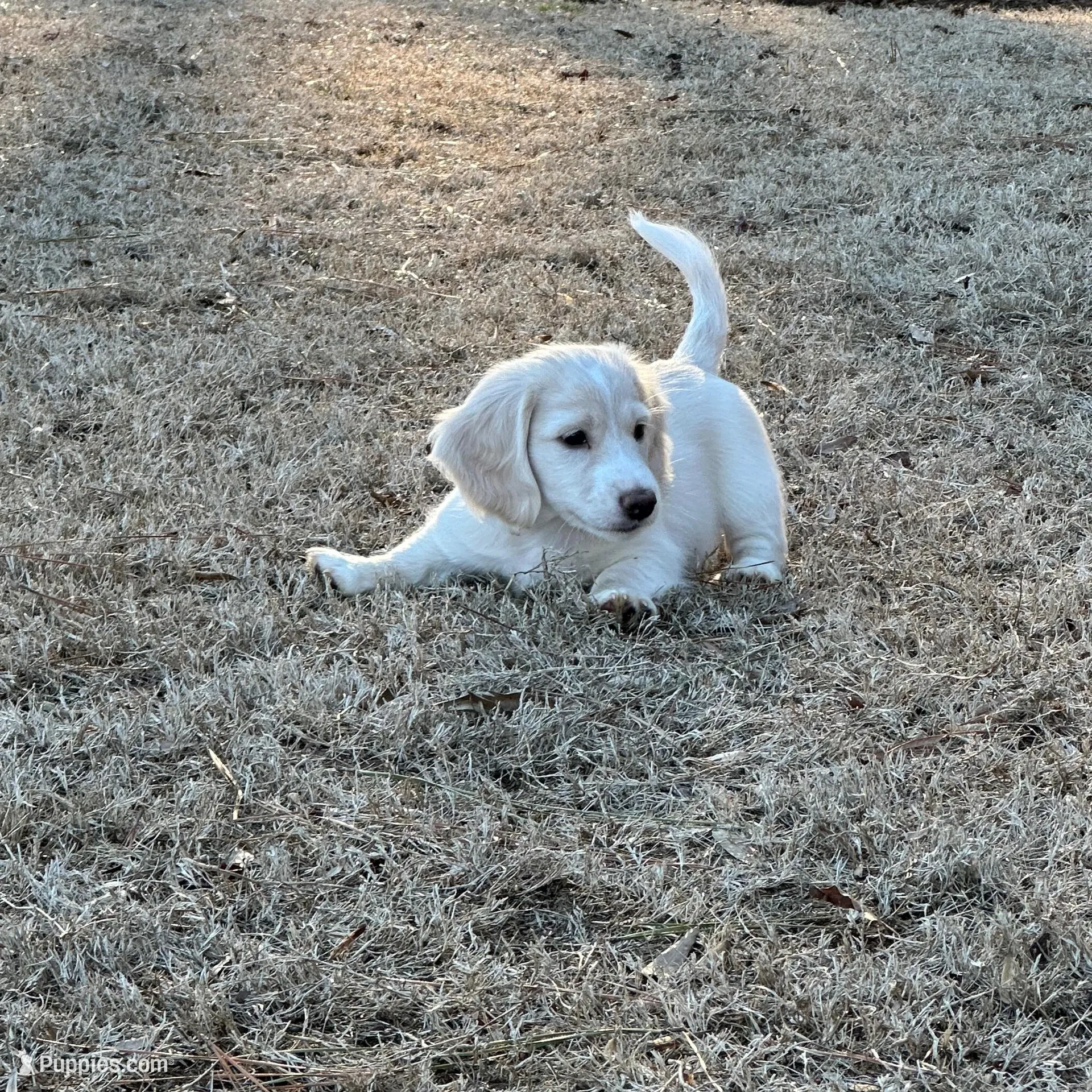 Bow, a male Miniature Dachshund for sale in Canton, GA – Photo 4 of 5