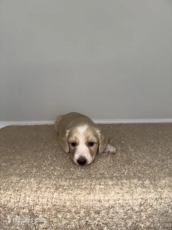 Teddy – Miniature Dachshund puppy for sale in Canton, GA