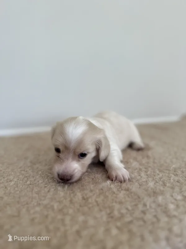 Penny – Miniature Dachshund puppy for sale in Canton, GA