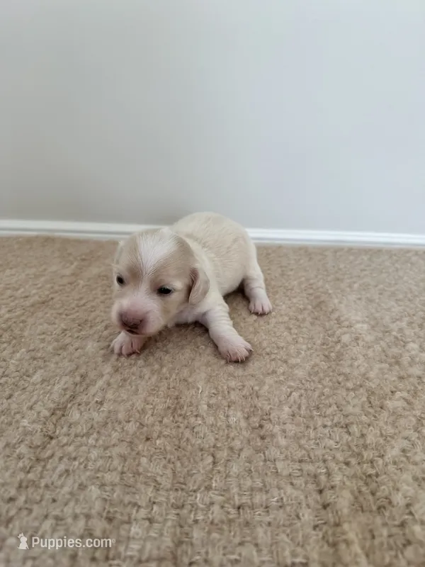 Penny – Miniature Dachshund puppy for sale in Canton, GA