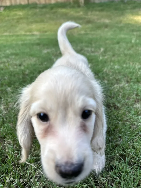 Gunner – Miniature Dachshund puppy for sale in Canton, GA