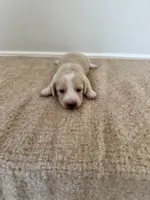 Teddy, a male Miniature Dachshund for sale in Canton, GA – 2 of 3