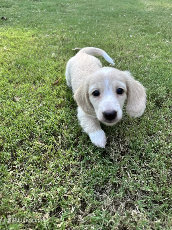 Teddy – Miniature Dachshund puppy for sale in Canton, GA