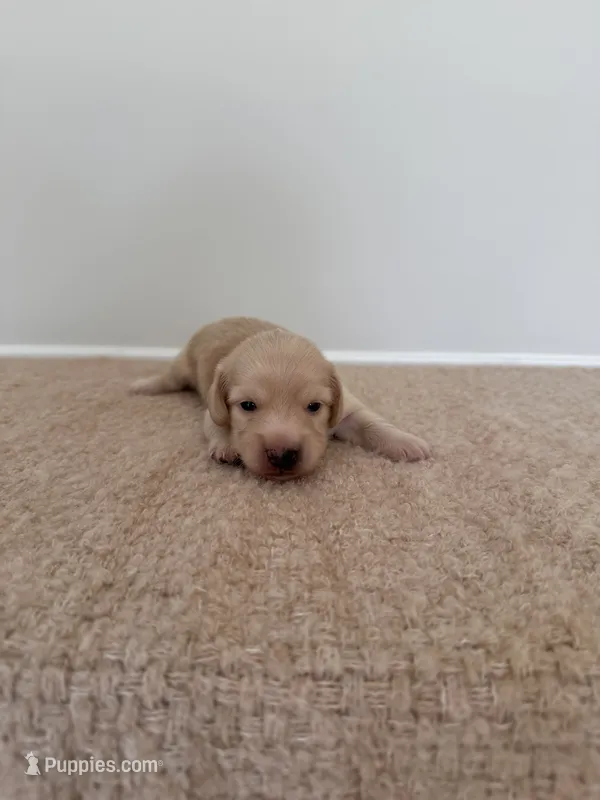 Gunner – Miniature Dachshund puppy for sale in Canton, GA