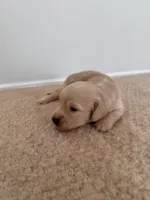 Gunner, a male Miniature Dachshund for sale in Canton, GA – 2 of 4