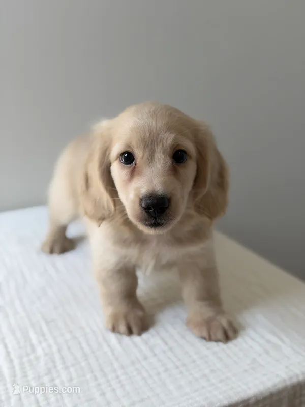 Gunner – Miniature Dachshund puppy for sale in Canton, GA