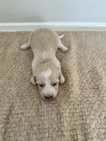 Teddy, a male Miniature Dachshund for sale in Canton, GA – 3 of 3