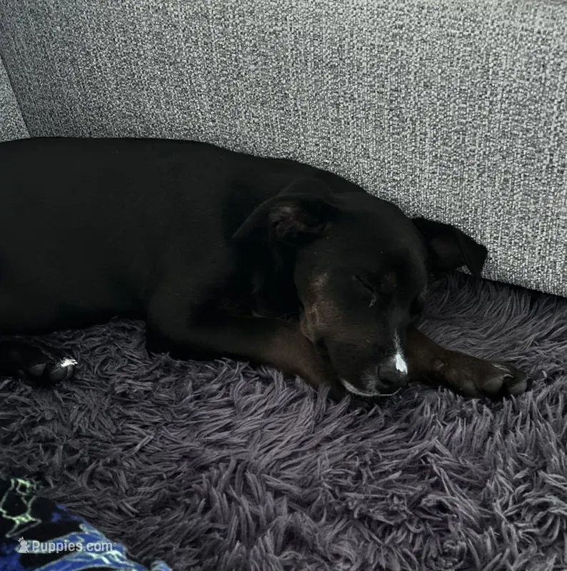 Sammy – Labrador Retriever puppy for sale in Fort Smith, AR