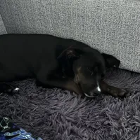 Sammy, a female Labrador Retriever for sale in Fort Smith, AR – 1 of 2